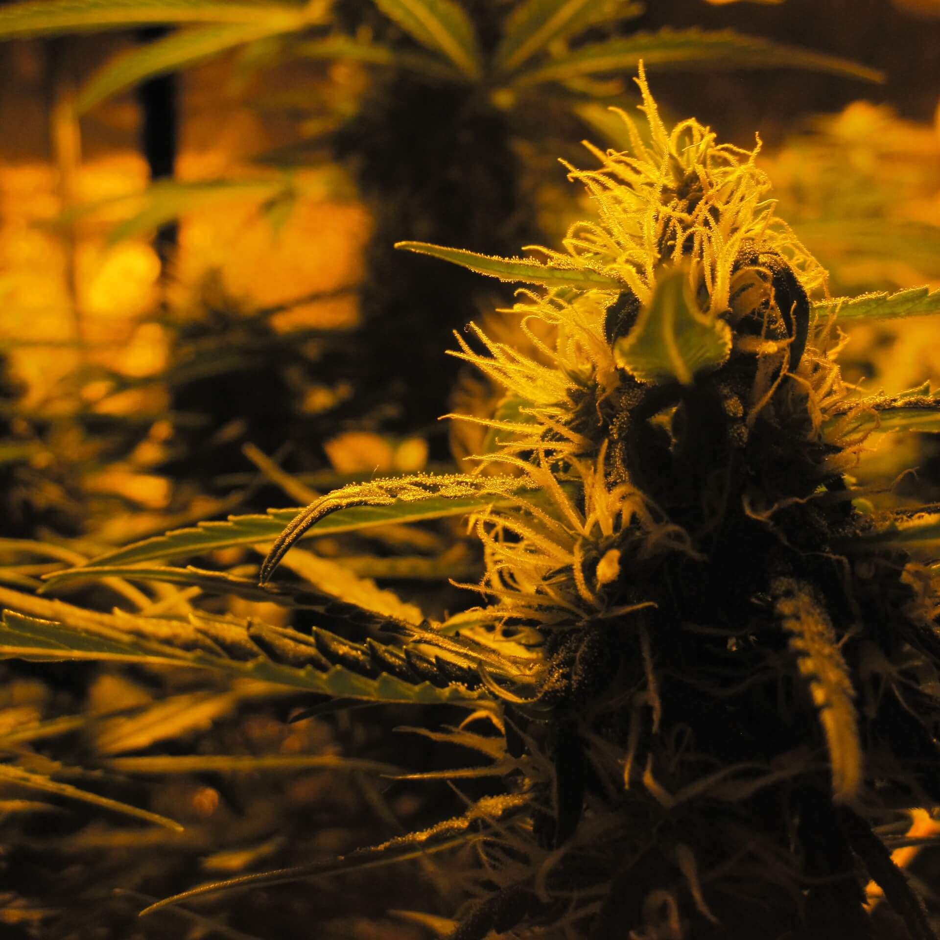 Semillas feminizadas de Lowryder Auto