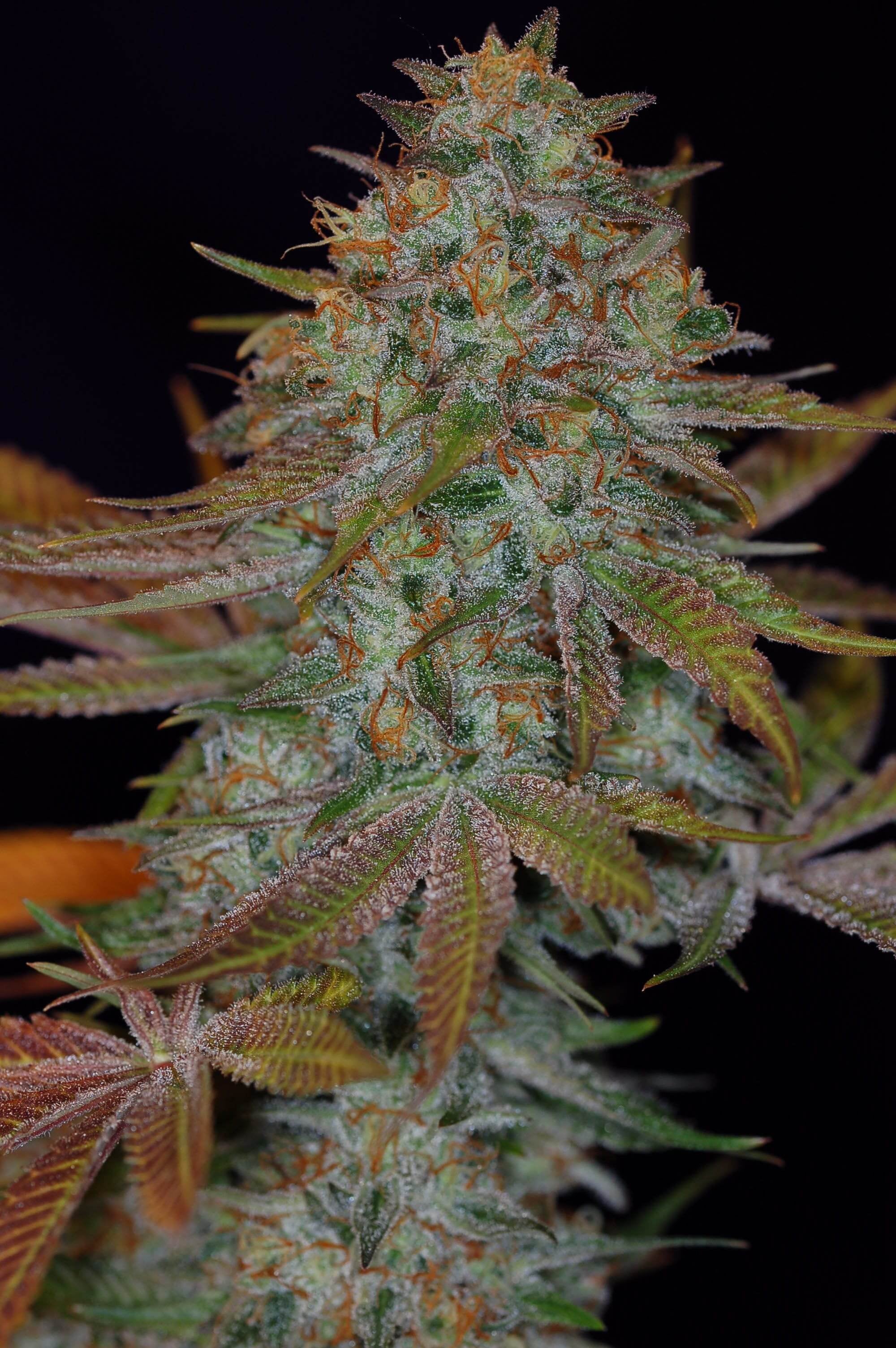 Semillas regulares de Dawggone Sour