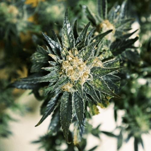 Semillas feminizadas DC Kush