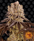 Semillas feminizadas Purple Punch