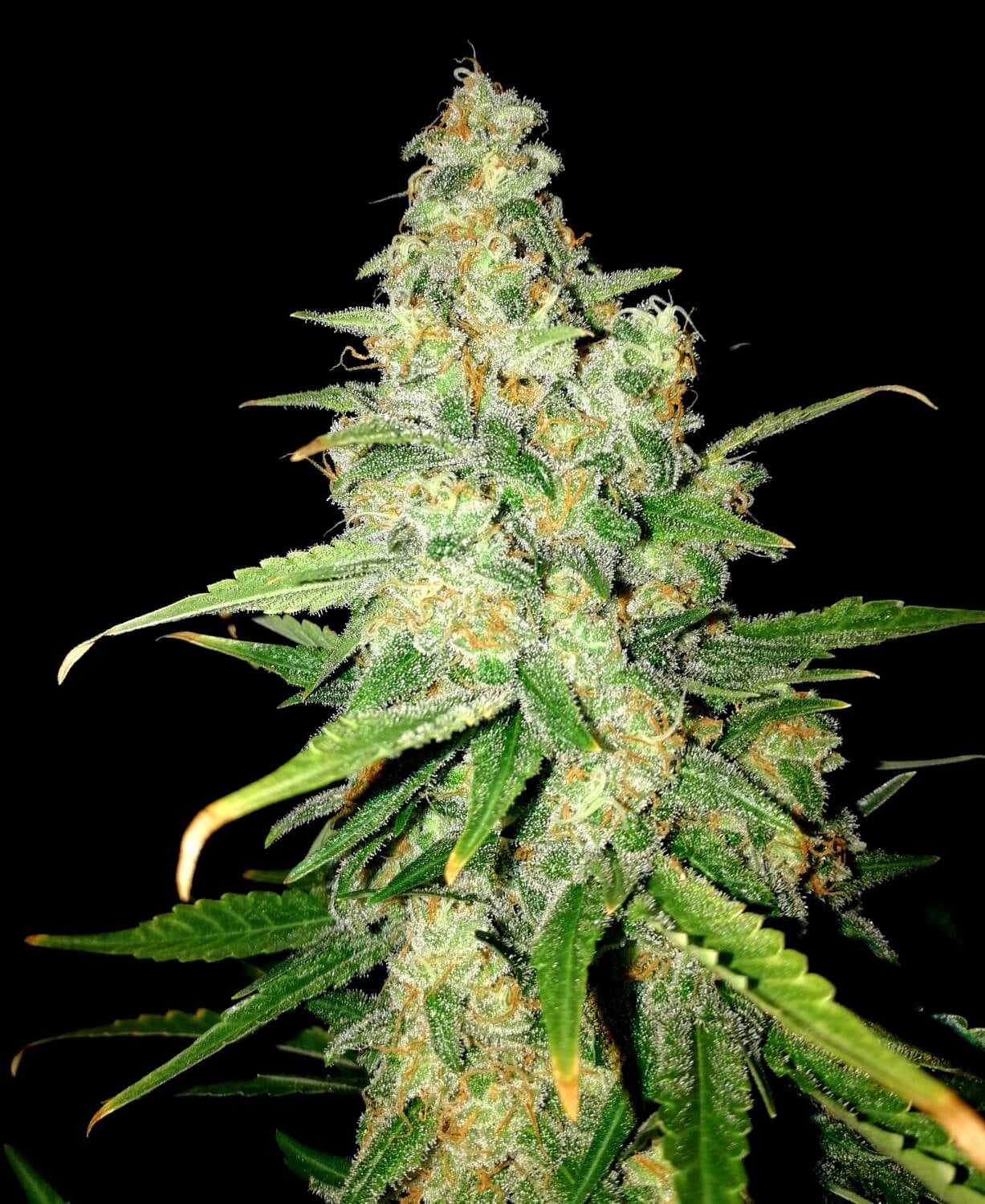 Semillas feminizadas de Zkittlez