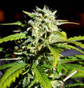 Super Lemon Haze feminisierte Samen