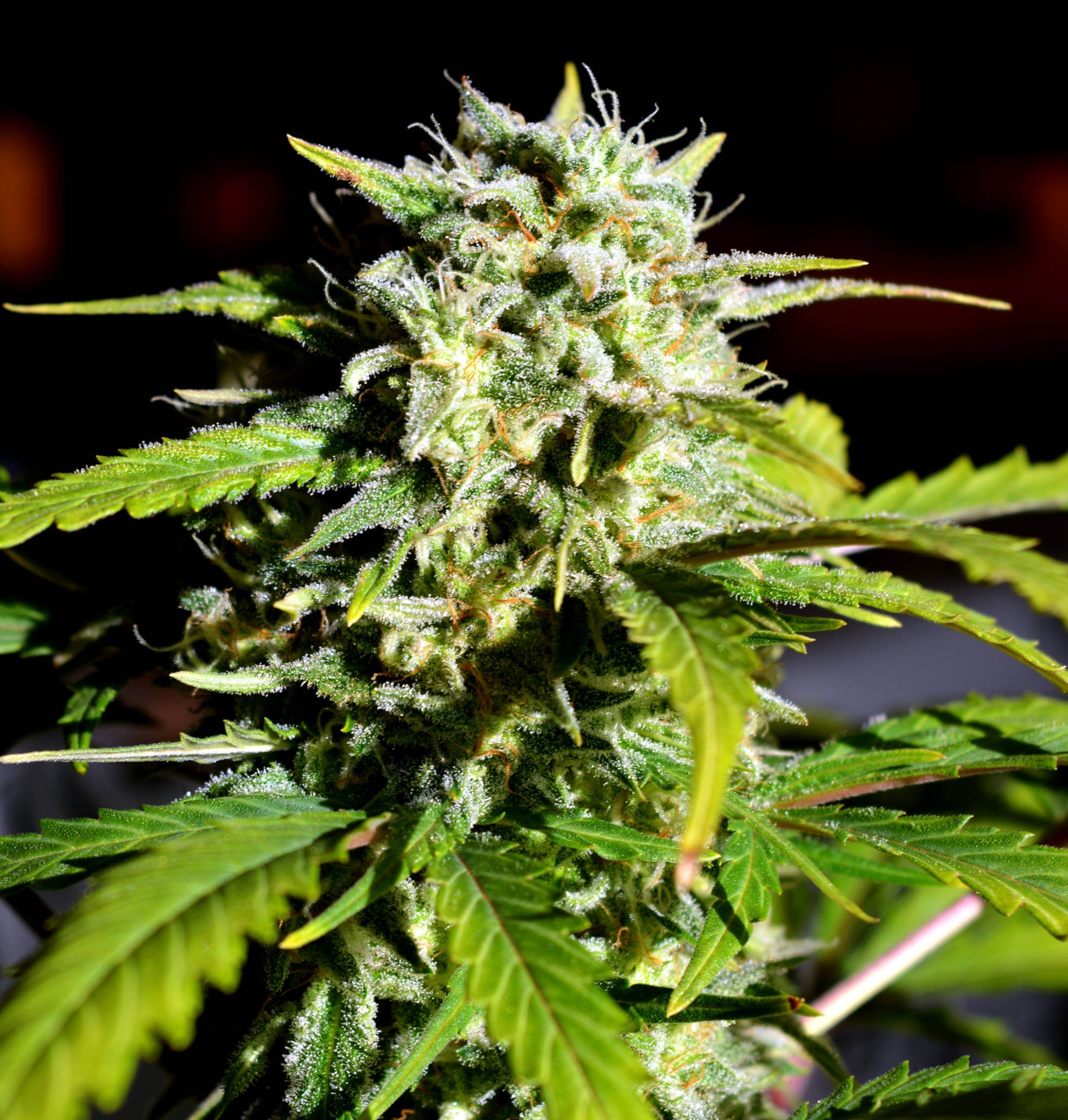 Semillas feminizadas de Super Lemon Haze