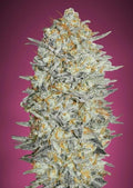 Gelato #33 Feminisierte Samen