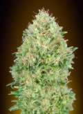 Semillas feminizadas de Pineapple Glue