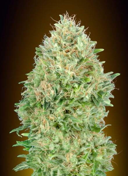 Semillas feminizadas de Pineapple Glue