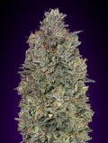 Semillas feminizadas de Critical Purple Kush