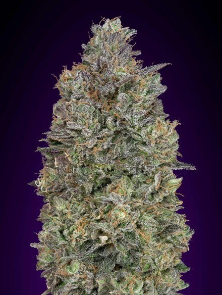 Semillas feminizadas de Critical Purple Kush