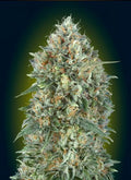 Gelato #33 Auto Feminised Seeds