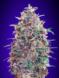 Semillas feminizadas Purple Diesel Auto