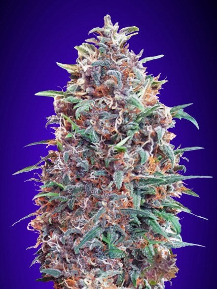 Semillas feminizadas Purple Diesel Auto