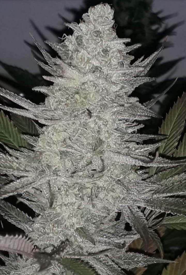 Pineapple Dynamite Limited Edition Regular Seeds