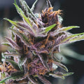 Semillas feminizadas de Black Cherry Punch