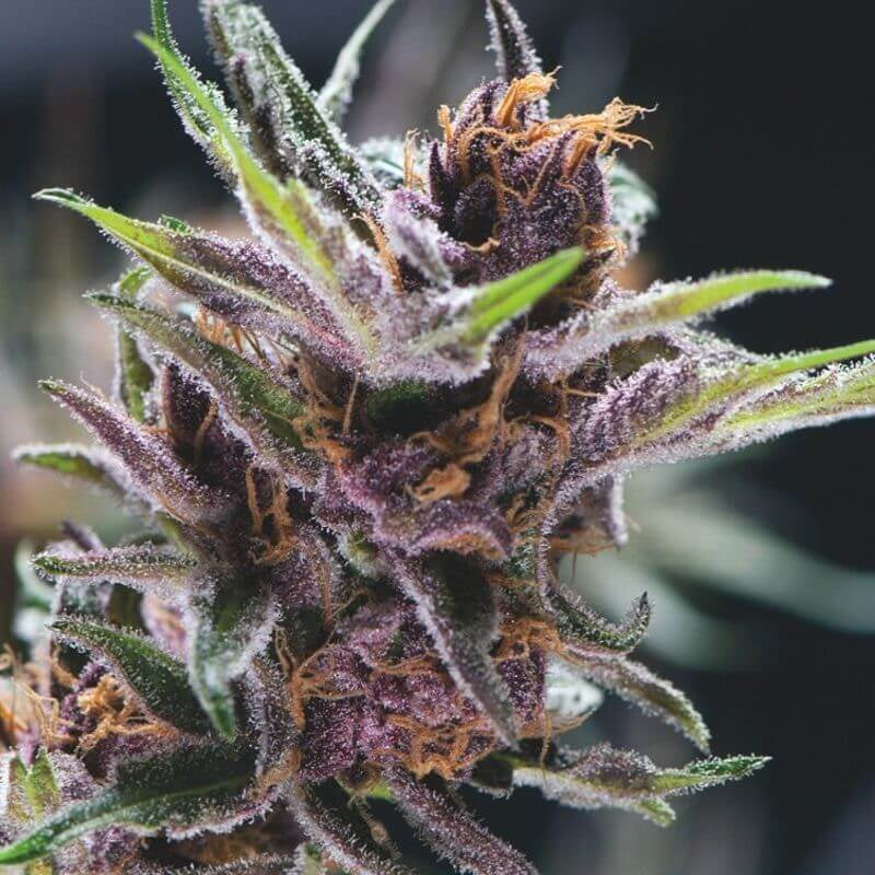 Semillas feminizadas de Black Cherry Punch