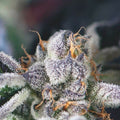 Semillas feminizadas de Cookies USA