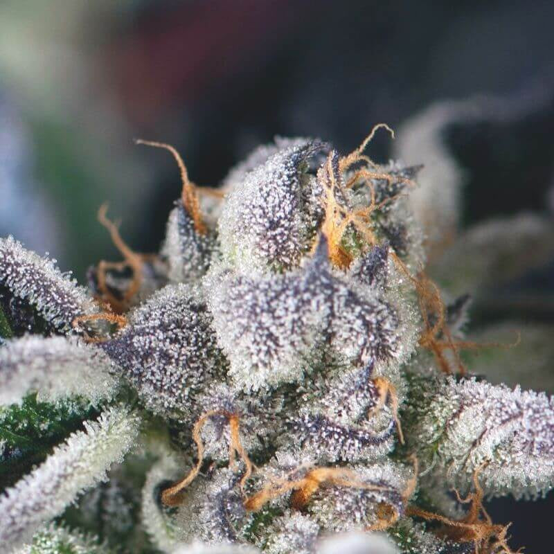Semillas feminizadas de Cookies USA