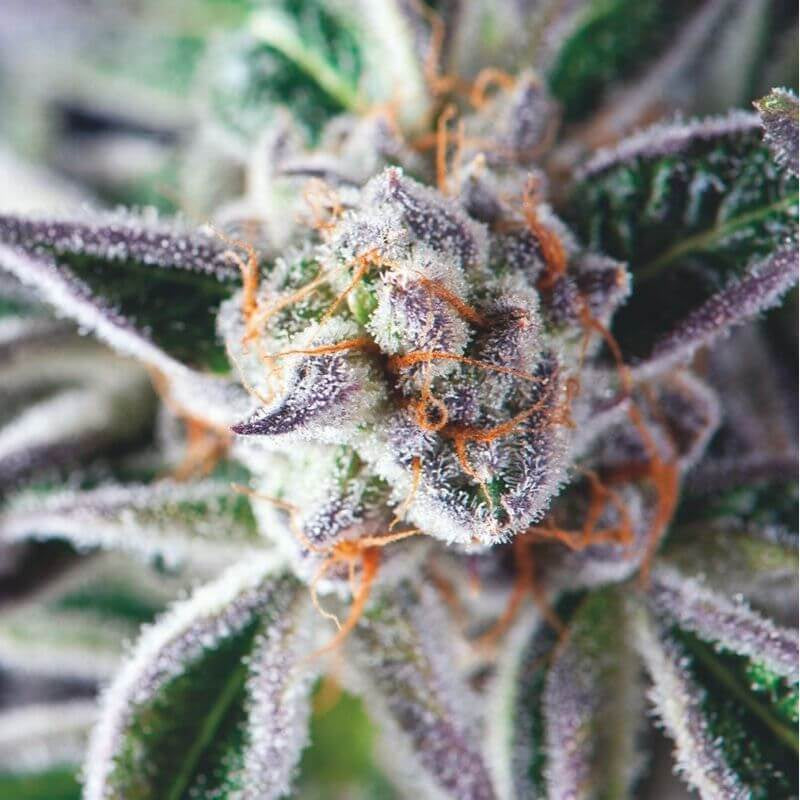 Do Si Dos Feminised Seeds