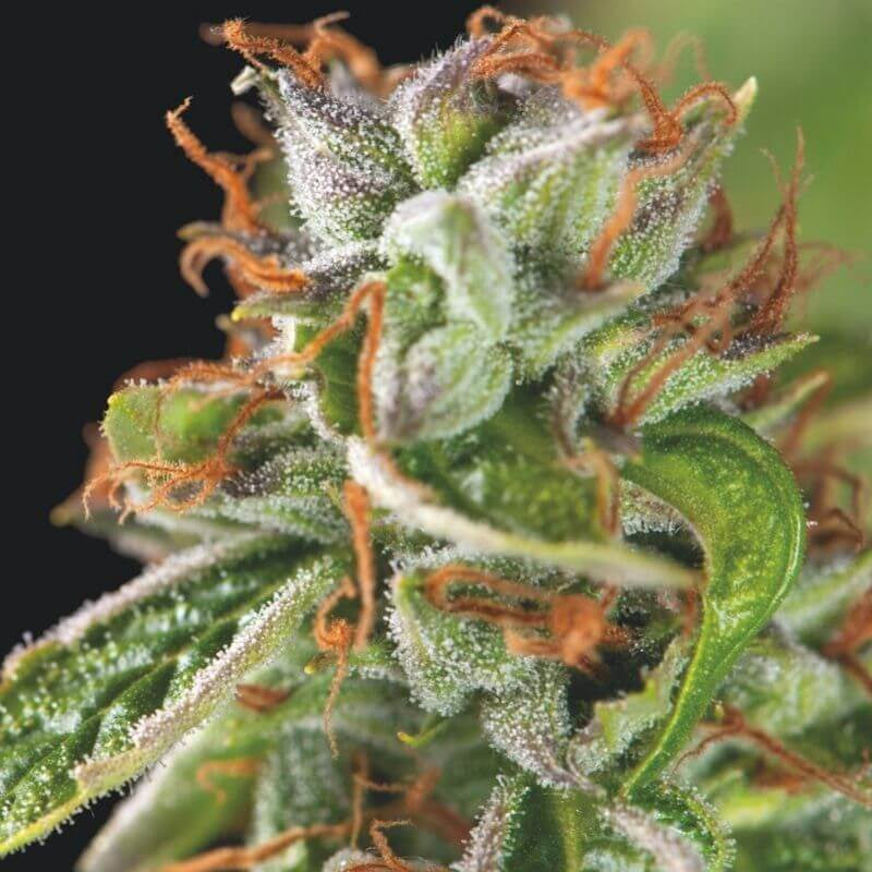 Semillas feminizadas Double OG Haze