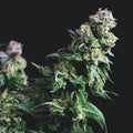 Semillas feminizadas de Purple Urkle