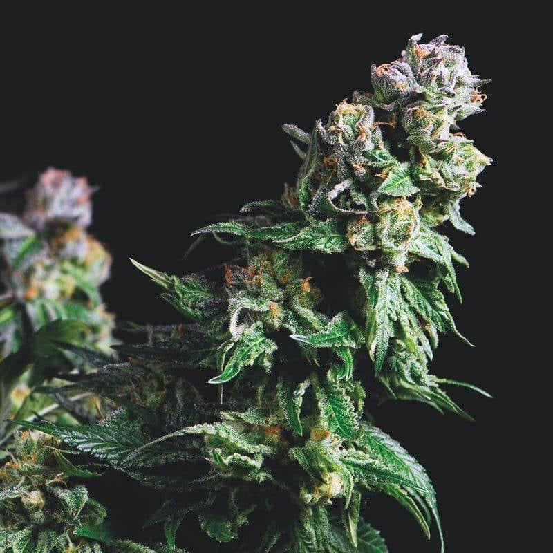 Semillas feminizadas de Purple Urkle
