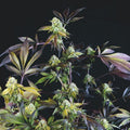 Semillas feminizadas Sunset Sherbet