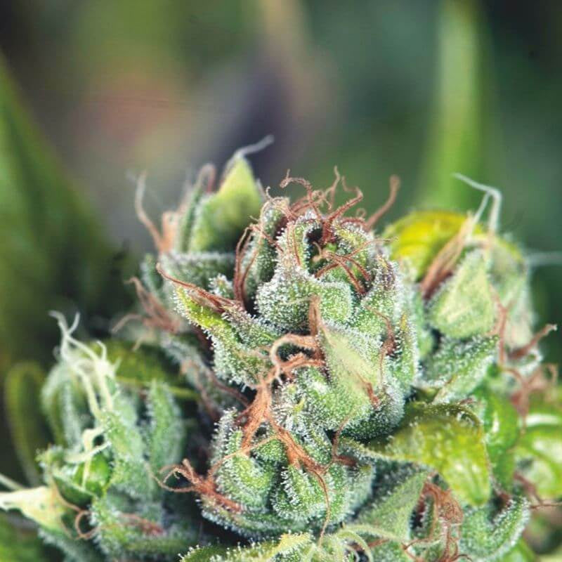 Semillas feminizadas de Tahoe Cure