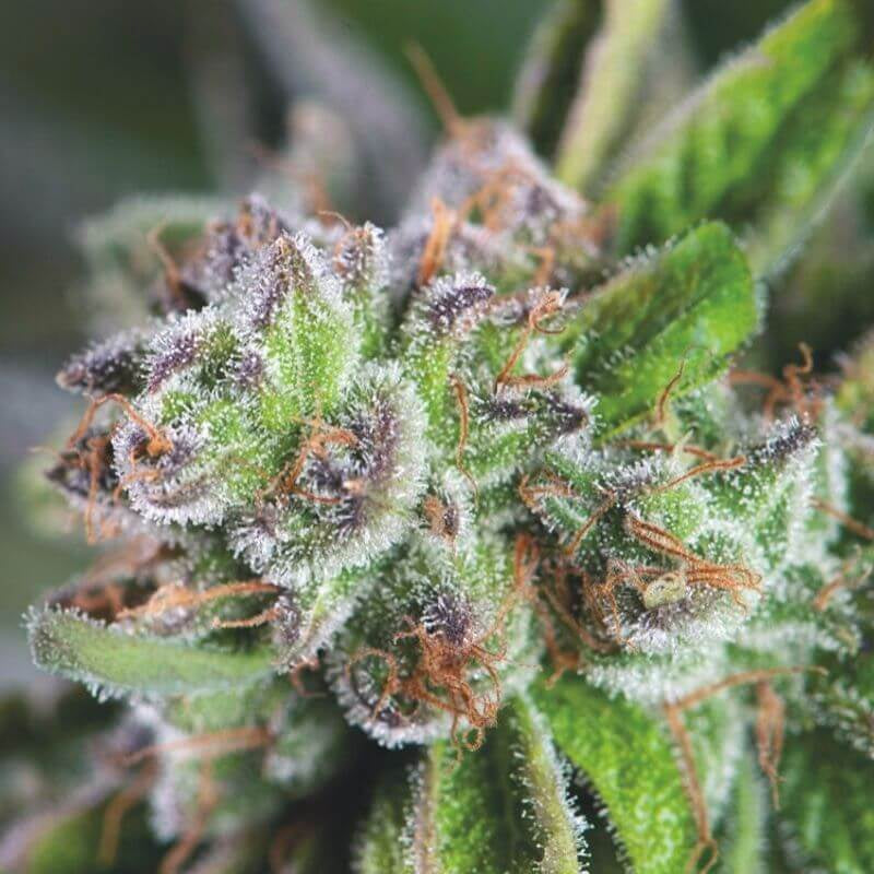 Semillas feminizadas de sandía Zkittlez