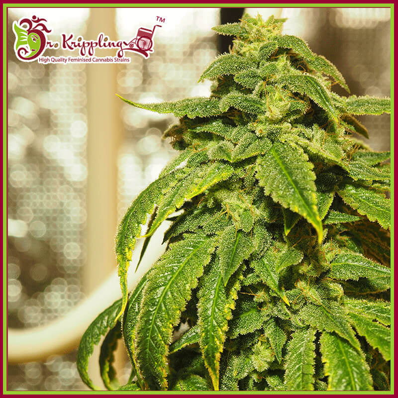 D'oh Si D'ohpe Feminised Seeds