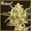 Semillas feminizadas de Dolly Kush