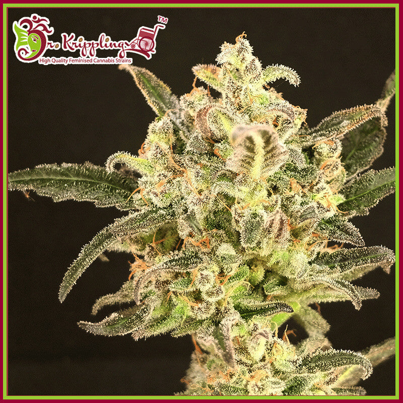 Semillas feminizadas de Dolly Kush