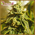 Semillas feminizadas de Glue Kripple