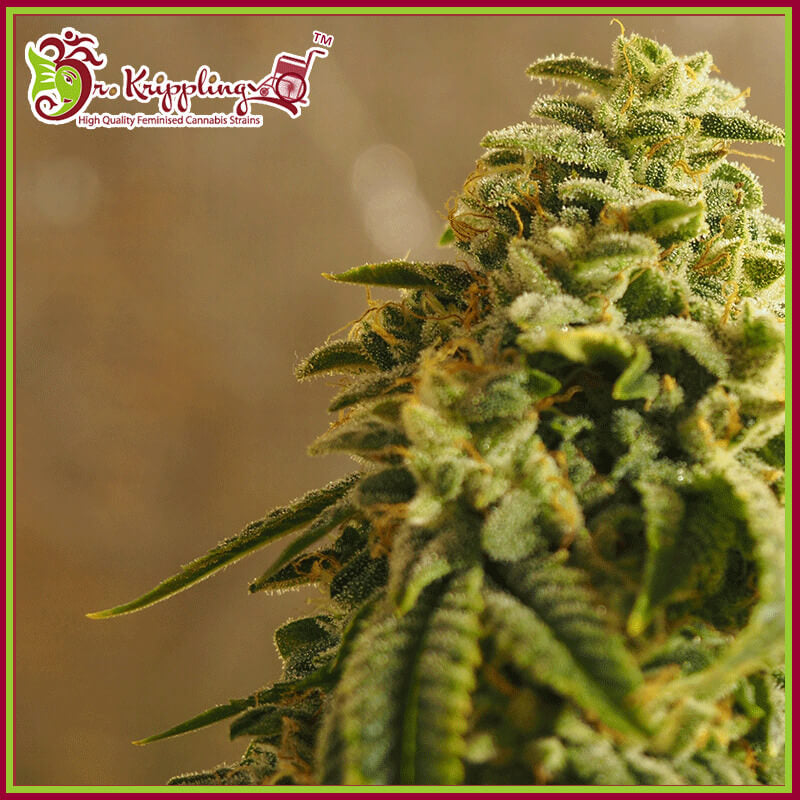 Semillas feminizadas de Sherbert Gorilla