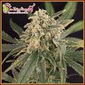 Semillas feminizadas de Sour Tang Kripple
