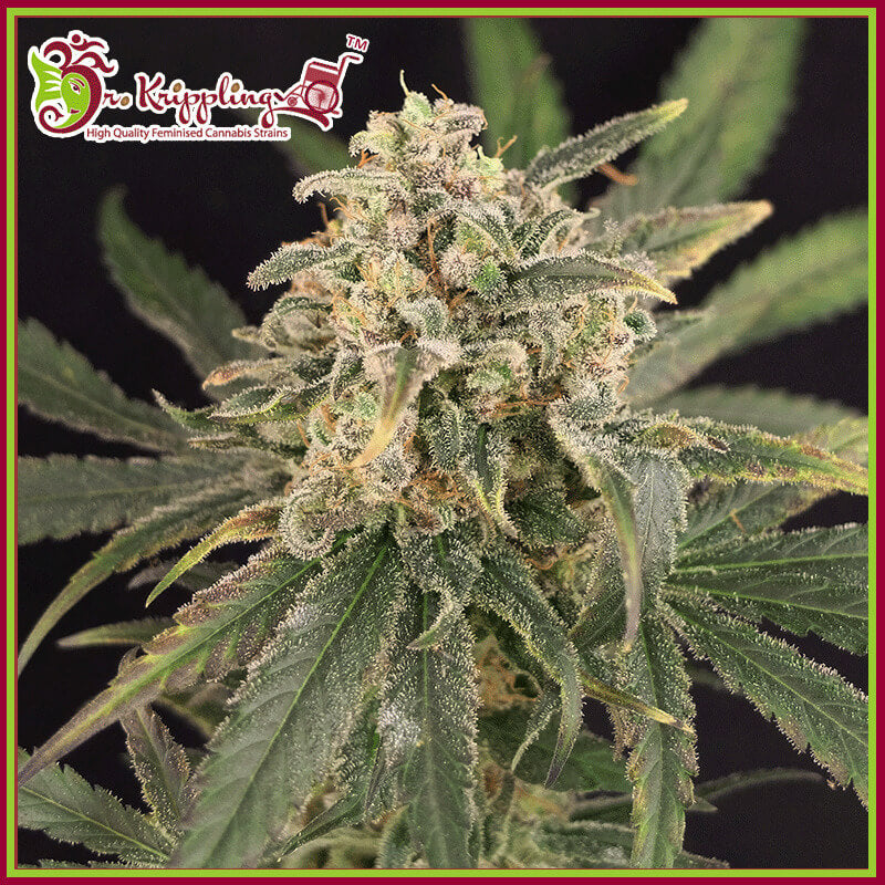 Semillas feminizadas de Sour Tang Kripple