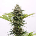 Semillas feminizadas de Mama Cultiva