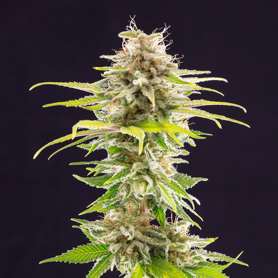 Super OG Kush Feminised Seeds