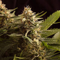 Semillas feminizadas de Colombian Jack