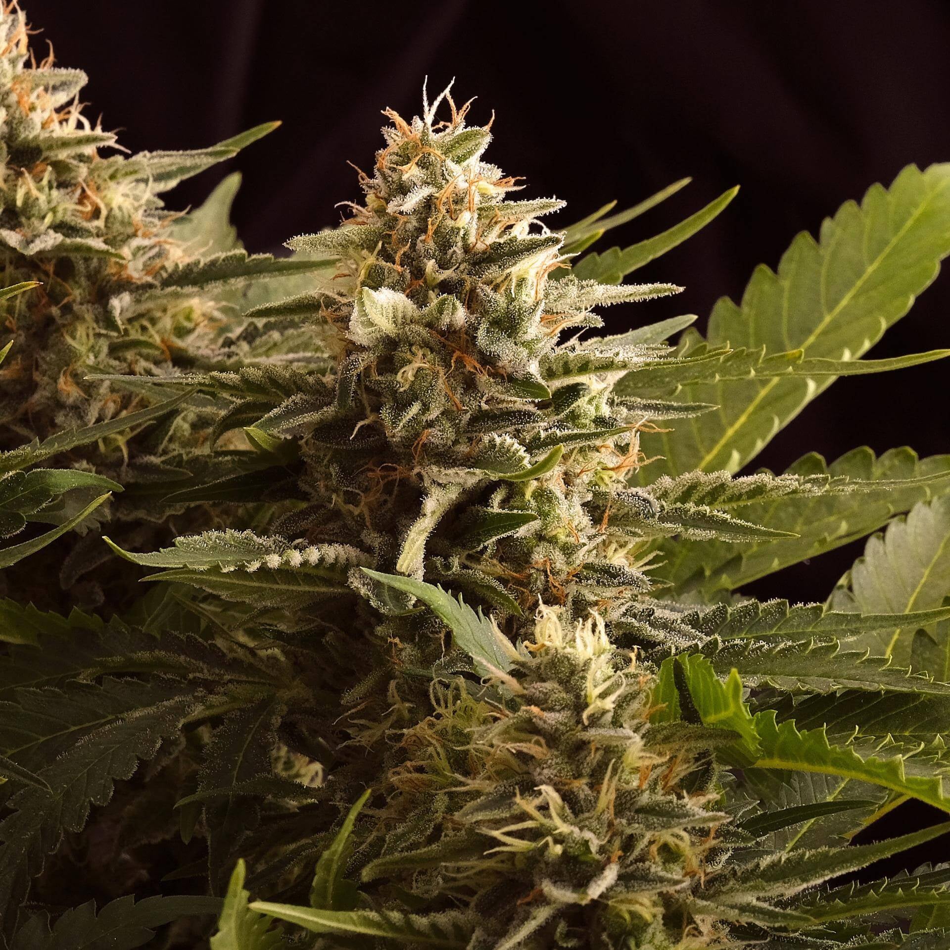 Semillas feminizadas de Colombian Jack