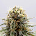 Semillas feminizadas GSC