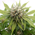 Semillas feminizadas de Silver Widow
