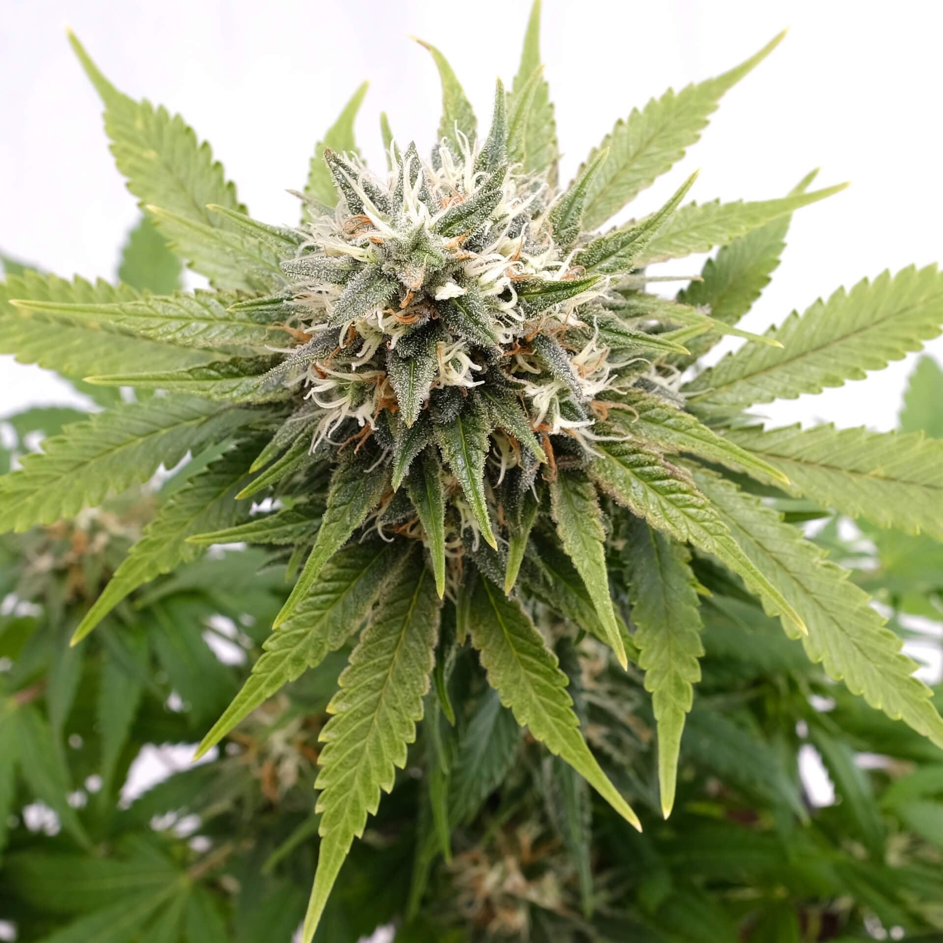 Semillas feminizadas de Silver Widow