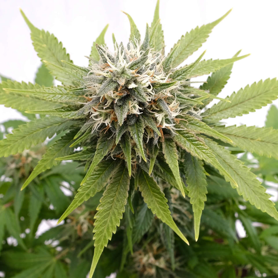 Silver Widow Feminised Seeds