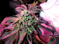 Semillas feminizadas de Cherry Pie