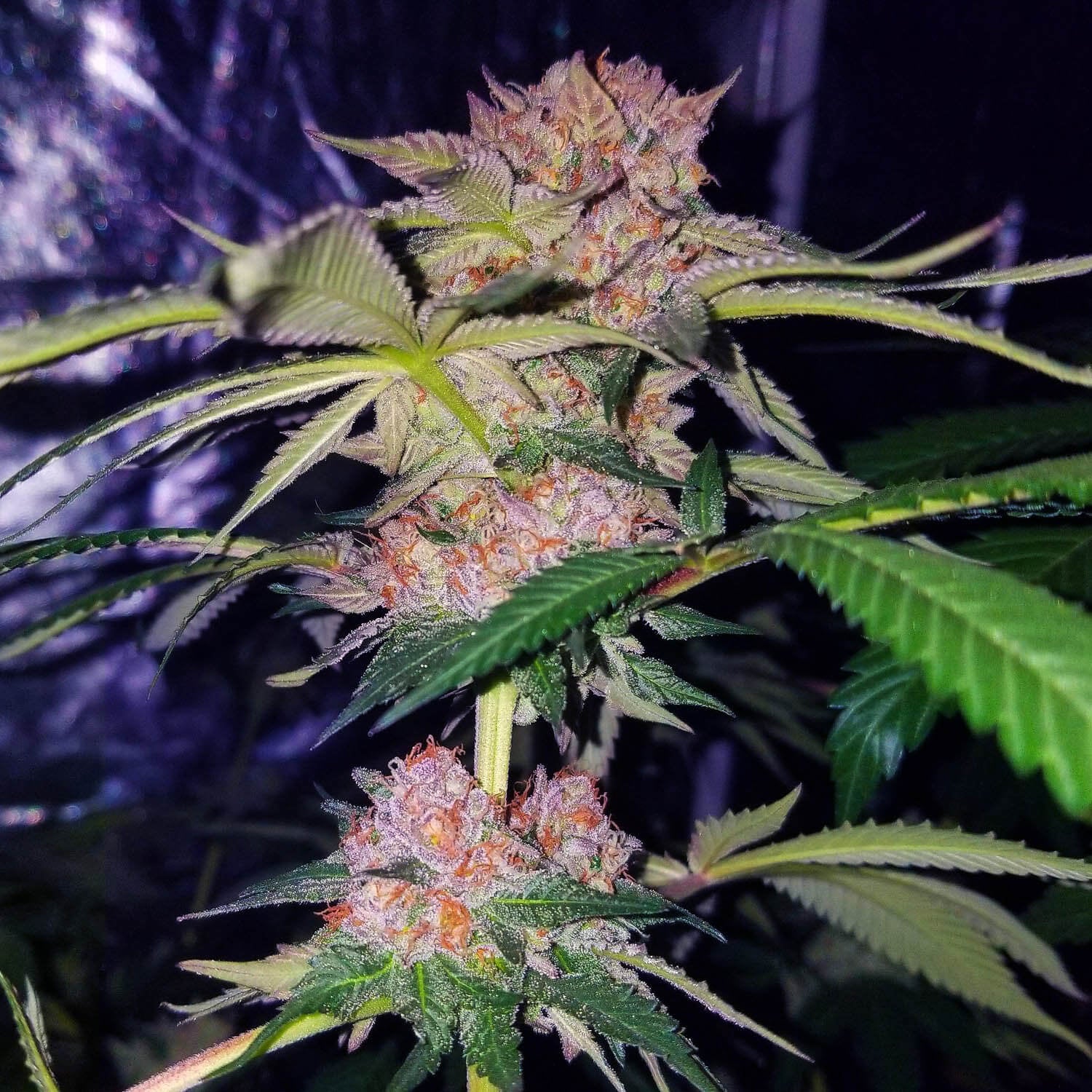 Semillas feminizadas de Mimosa Champagne