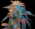 Semillas feminizadas de Gelato Auto