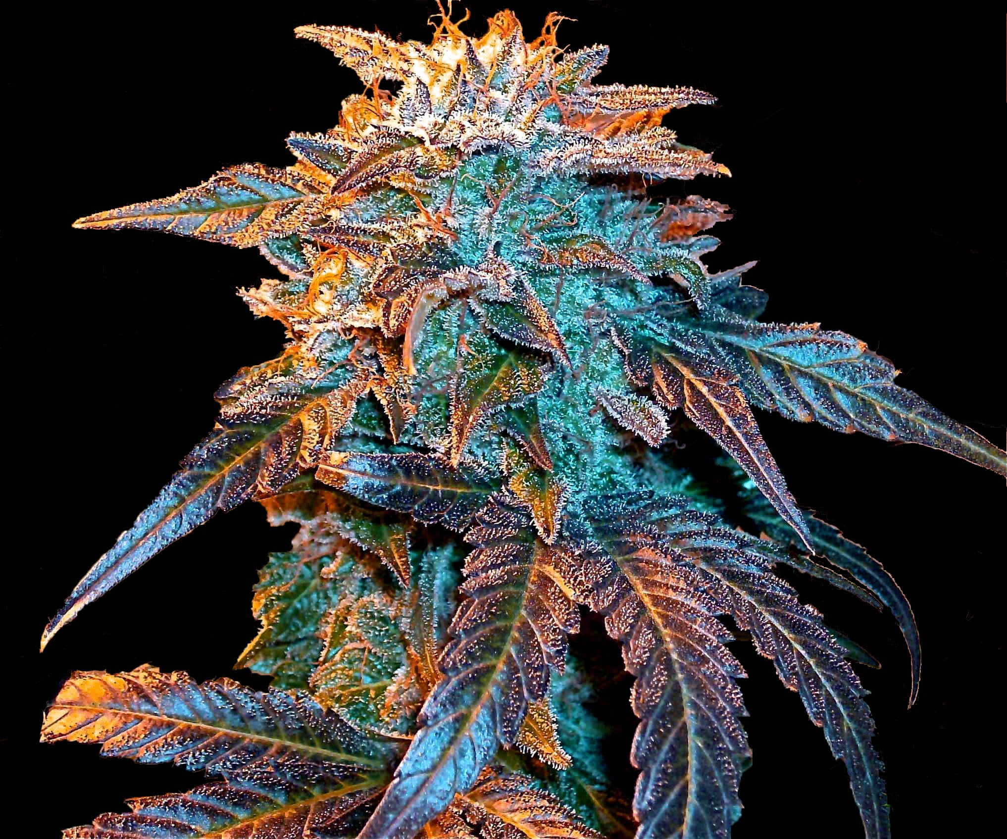 Semillas feminizadas de Gelato Auto