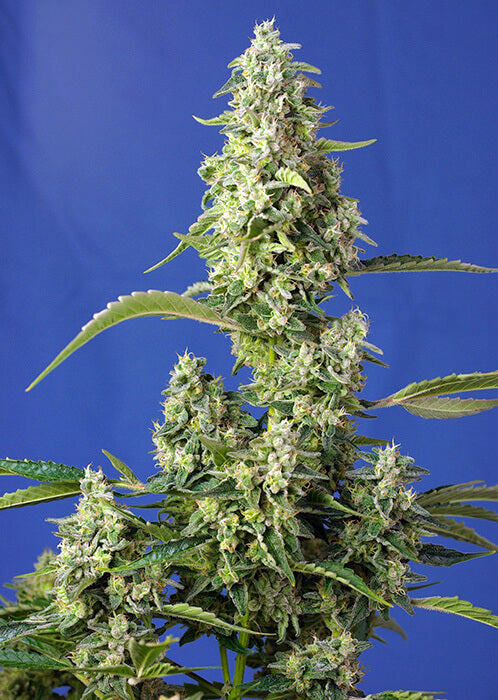 Gorilla Girl XL Auto Feminisierte Samen