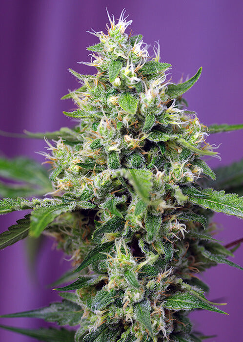 Semillas feminizadas de Sweet Amnesia Haze XL Auto