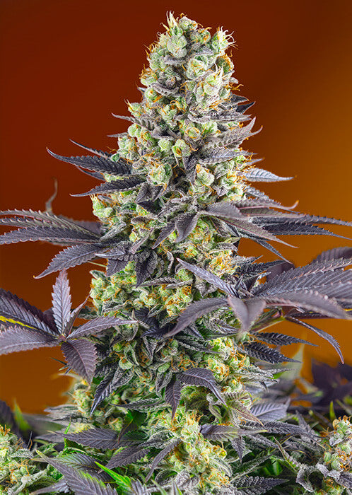 Sweet Zenzation (ehemals Sweet Zkittlez) Feminisierte Samen