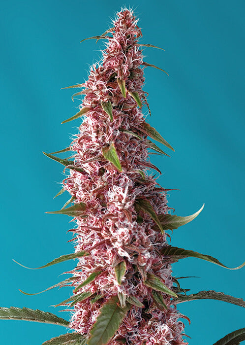 Red Pure CBD Auto Feminised Seeds
